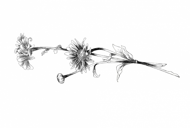 Daisies