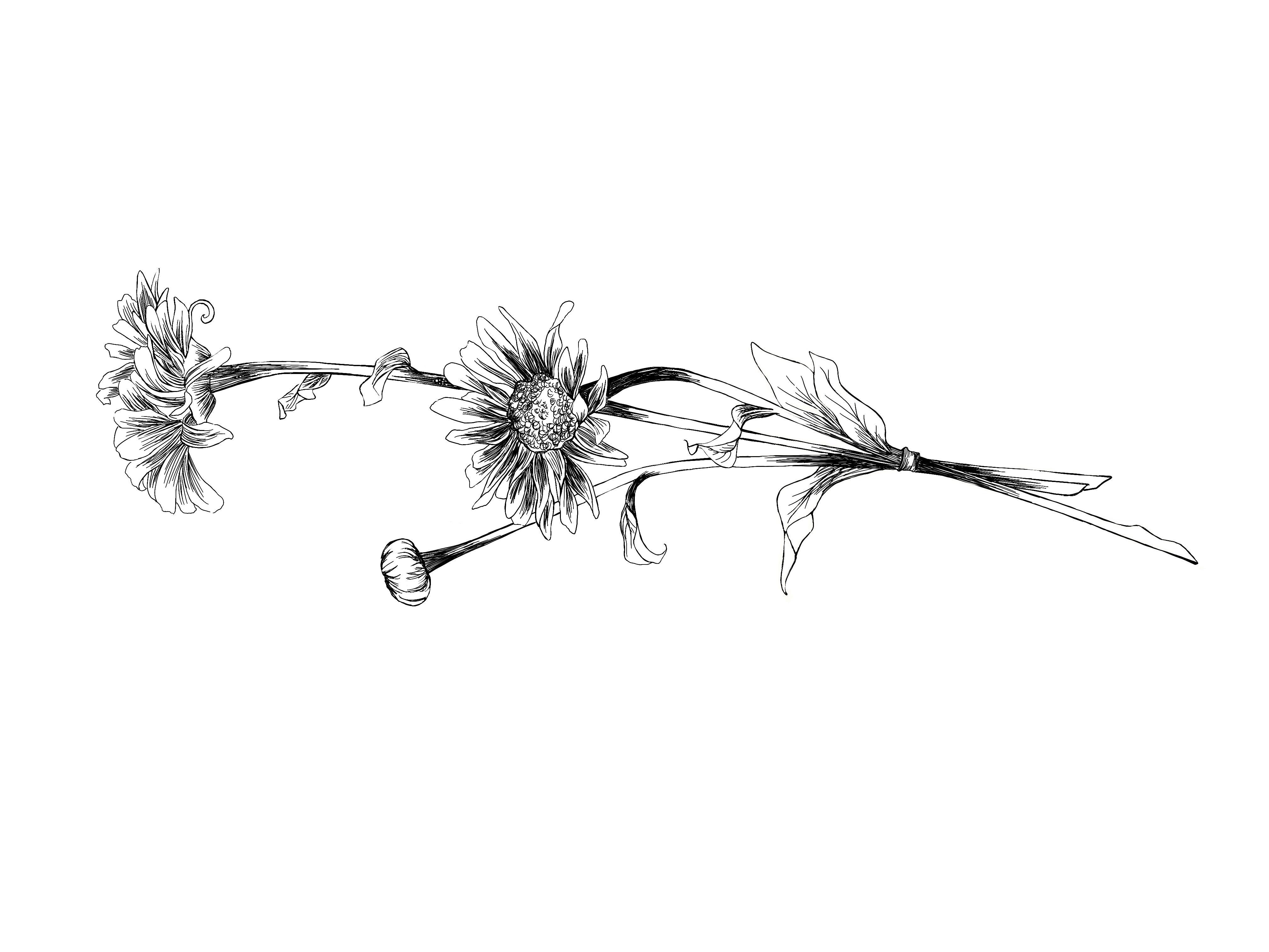 Daisies - student project