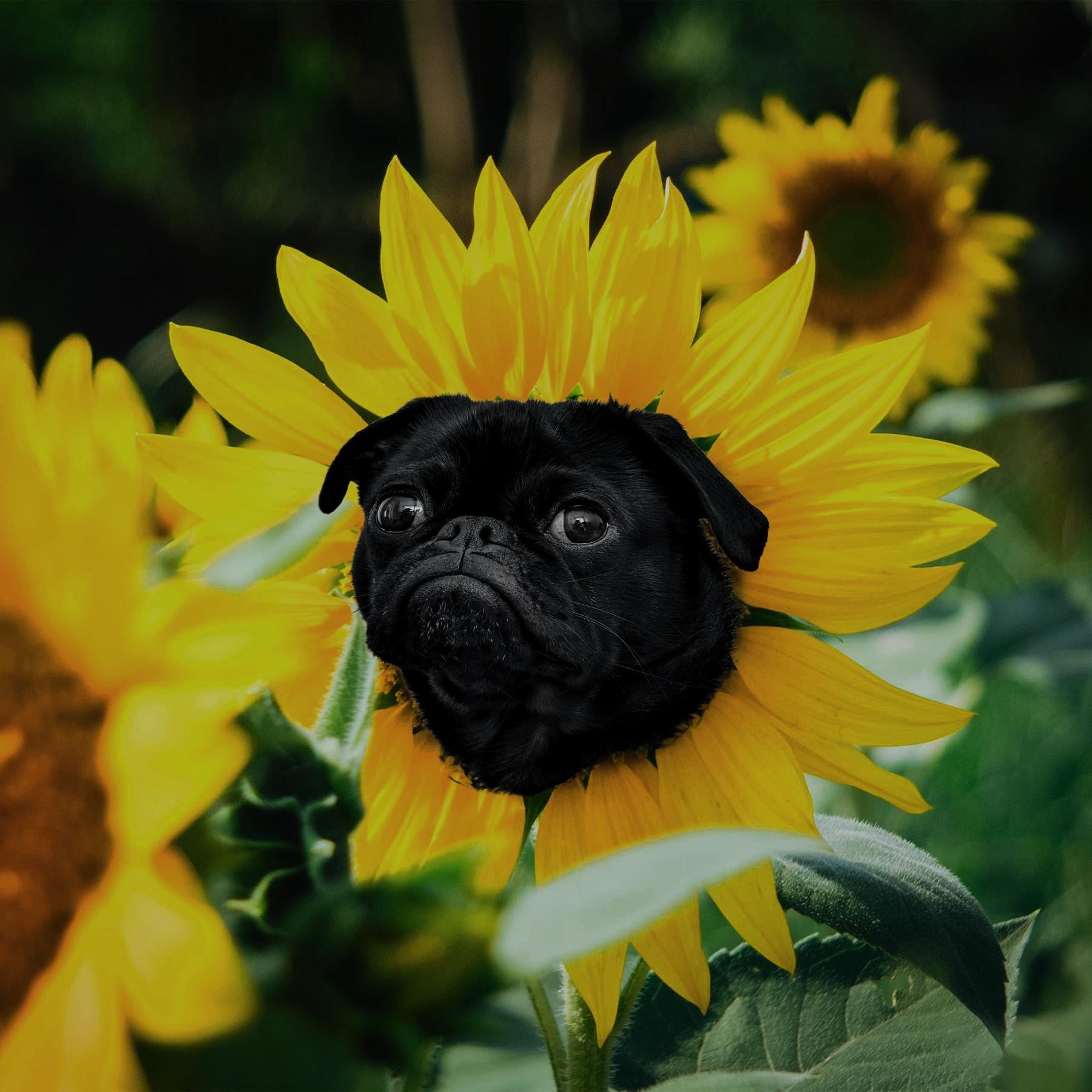 dog - student project