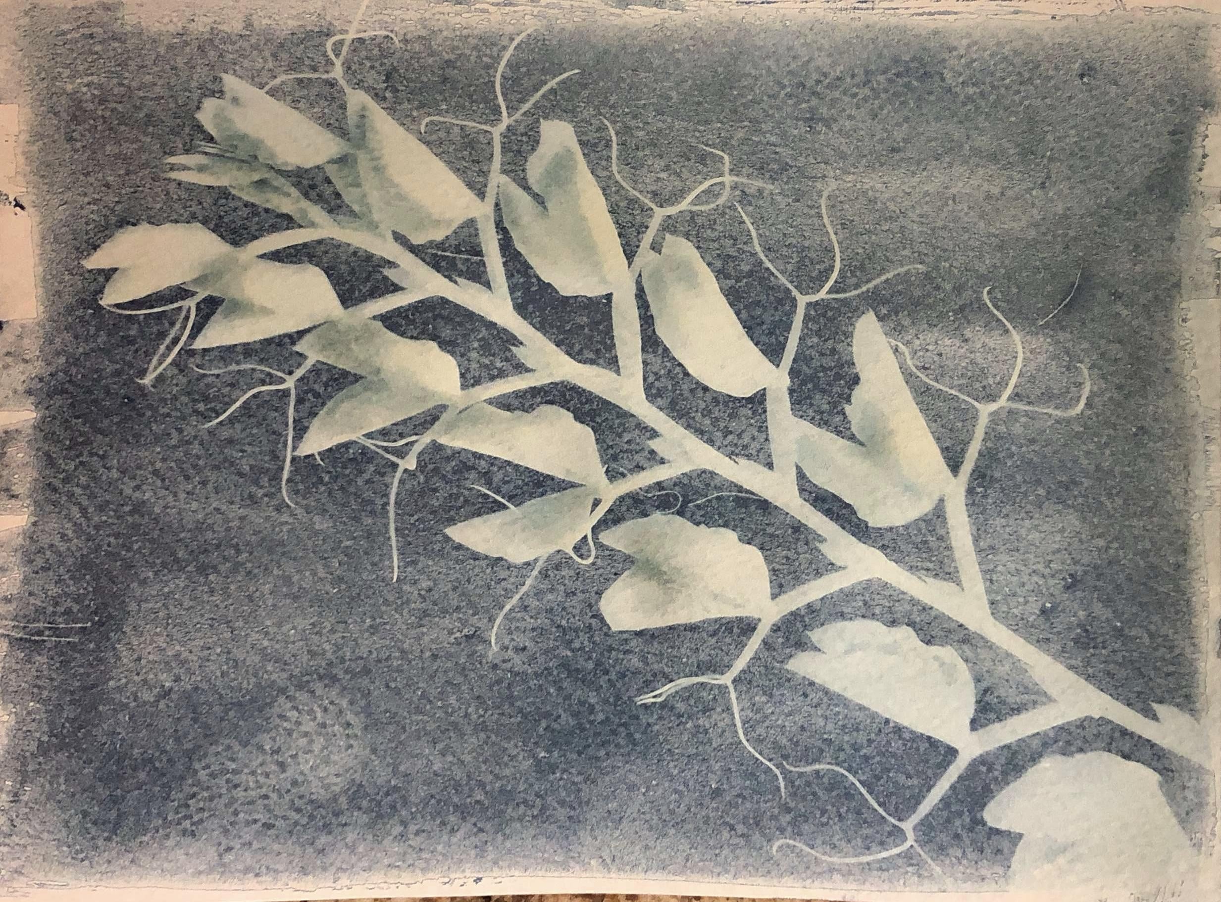 Sweet pea stem cyanotype - student project