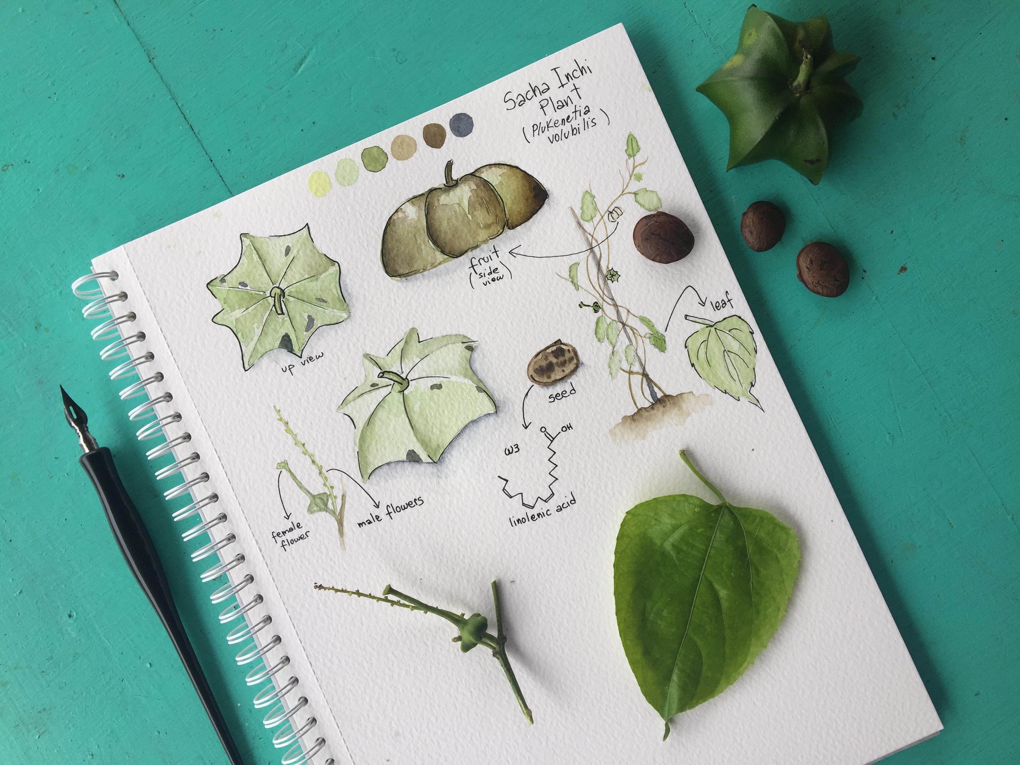 Amazonian sketching: Sacha Inchi - student project