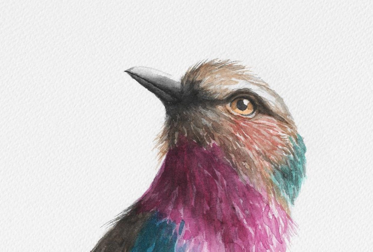 Watercolor Bird - student project