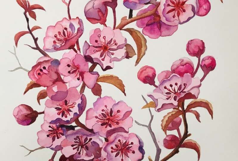 Sakura