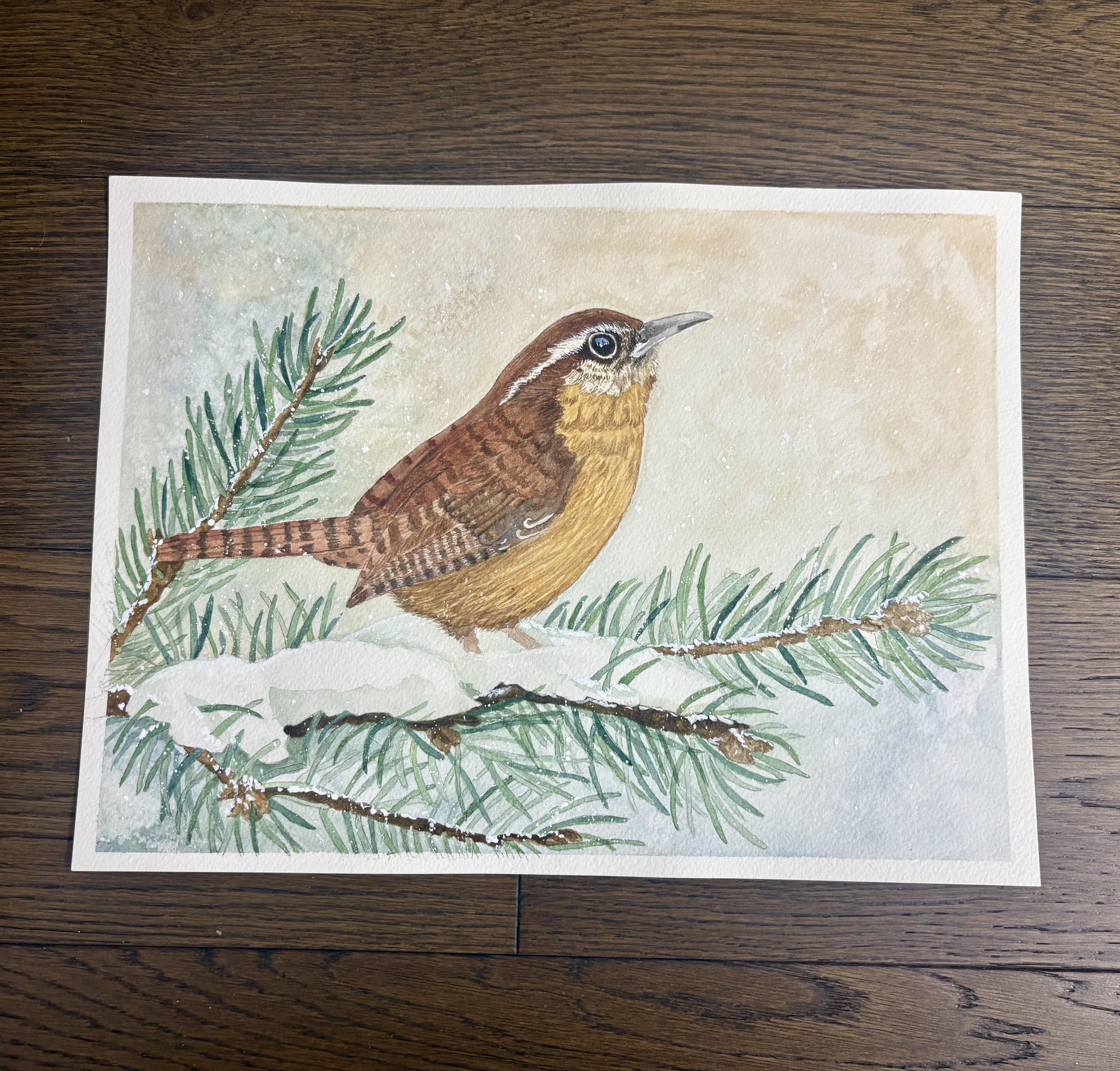 Cozy Carolina Wren on Pine branches - student project