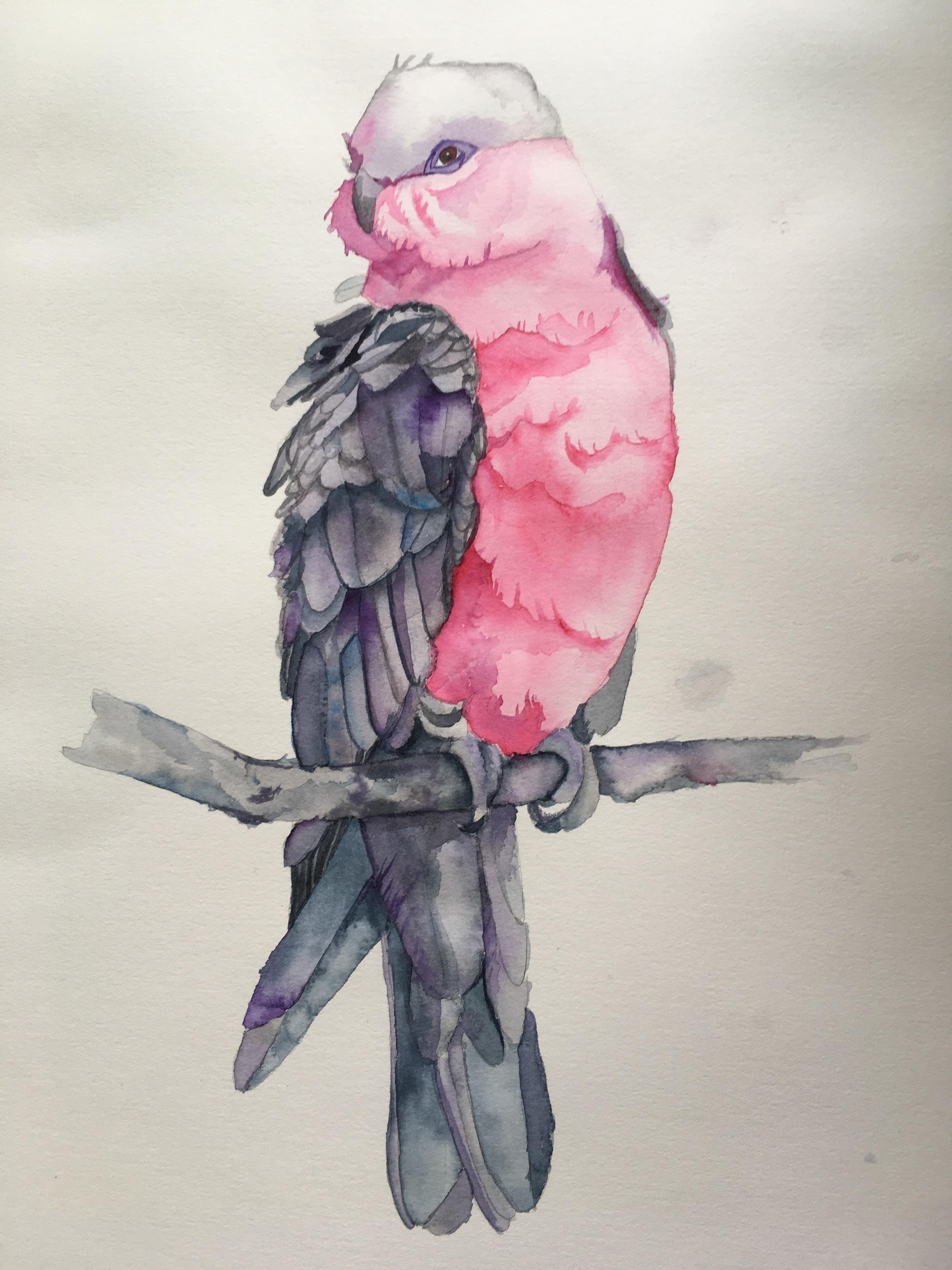 Galah Watercolor - student project