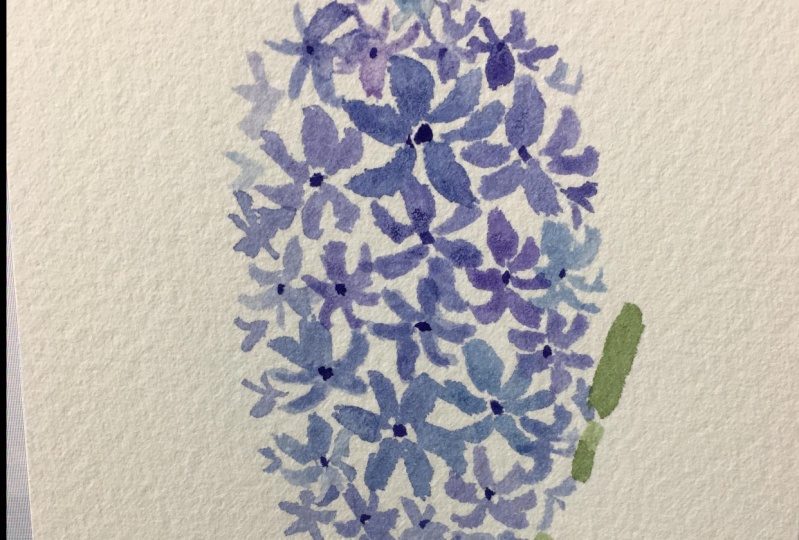 Hyacinth Watercolor