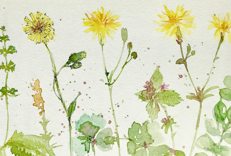 Wild flowers... and arrangements