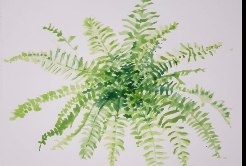 Boston Fern