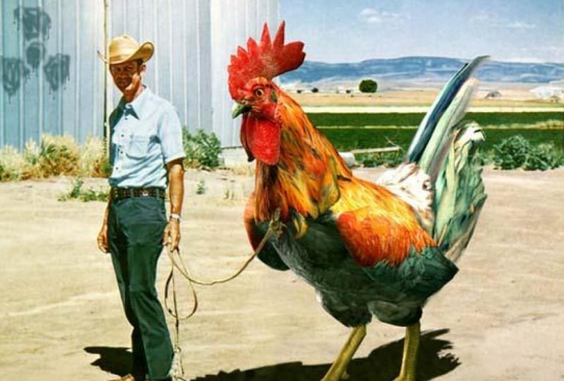 Here Comes The Rooster (Early Bird Project)
