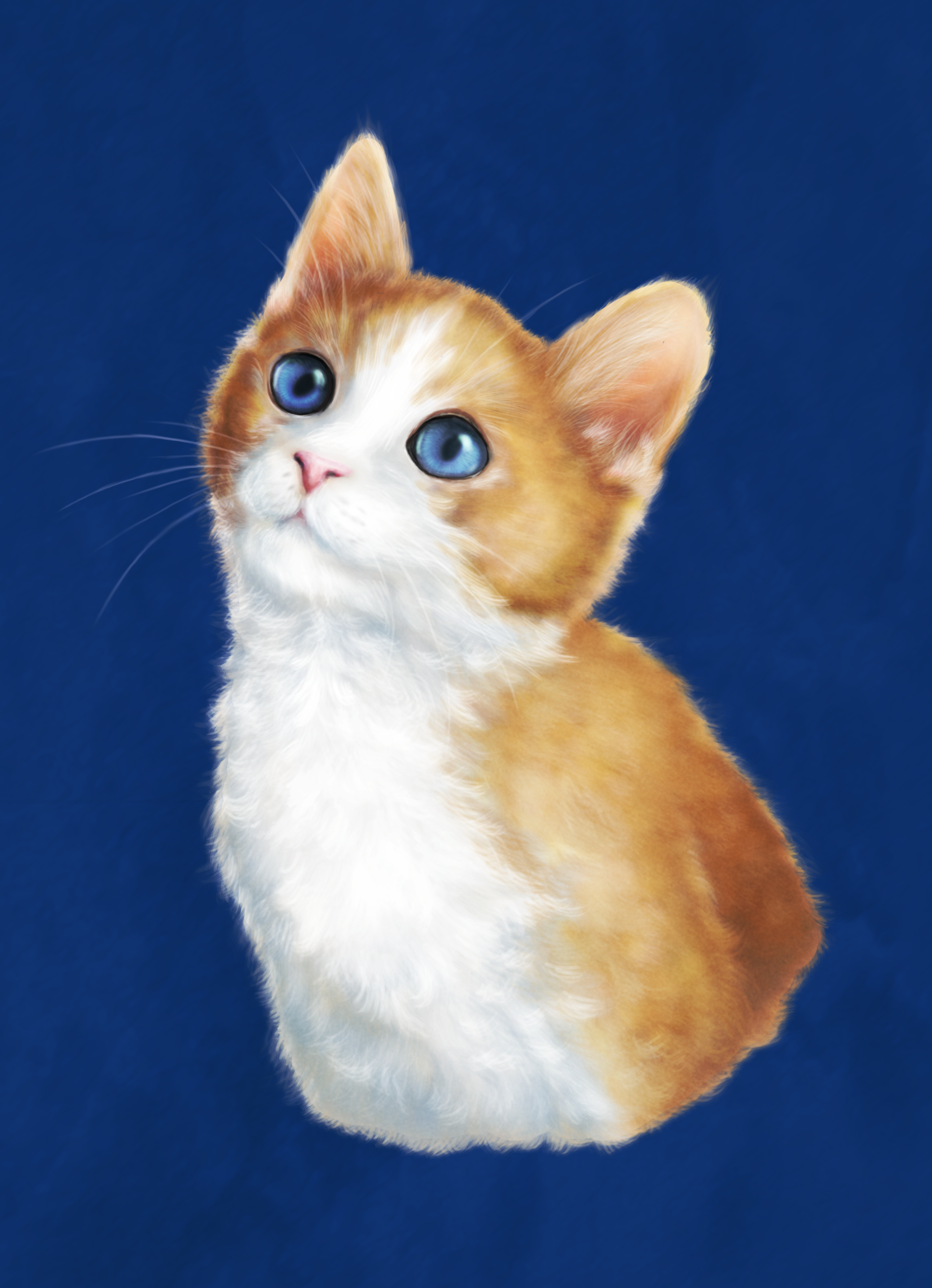 Kitty - student project