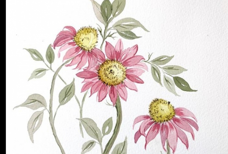 Loose Coneflowers