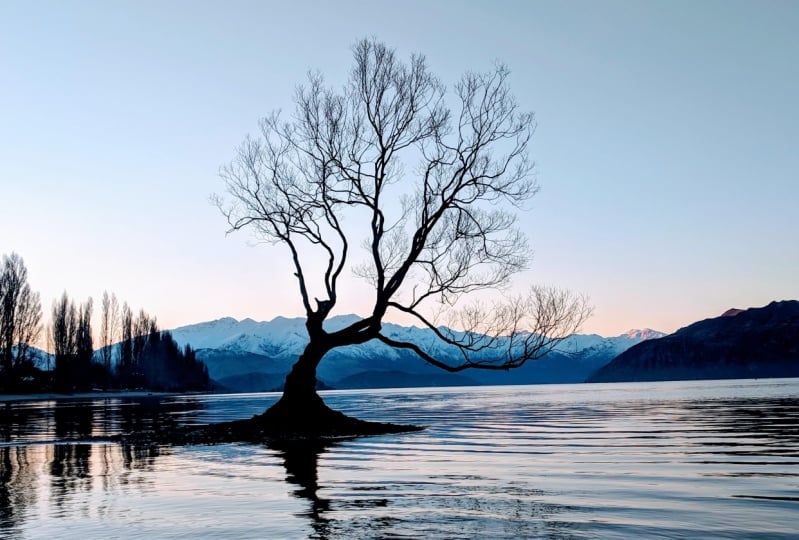 That Wanaka Tree