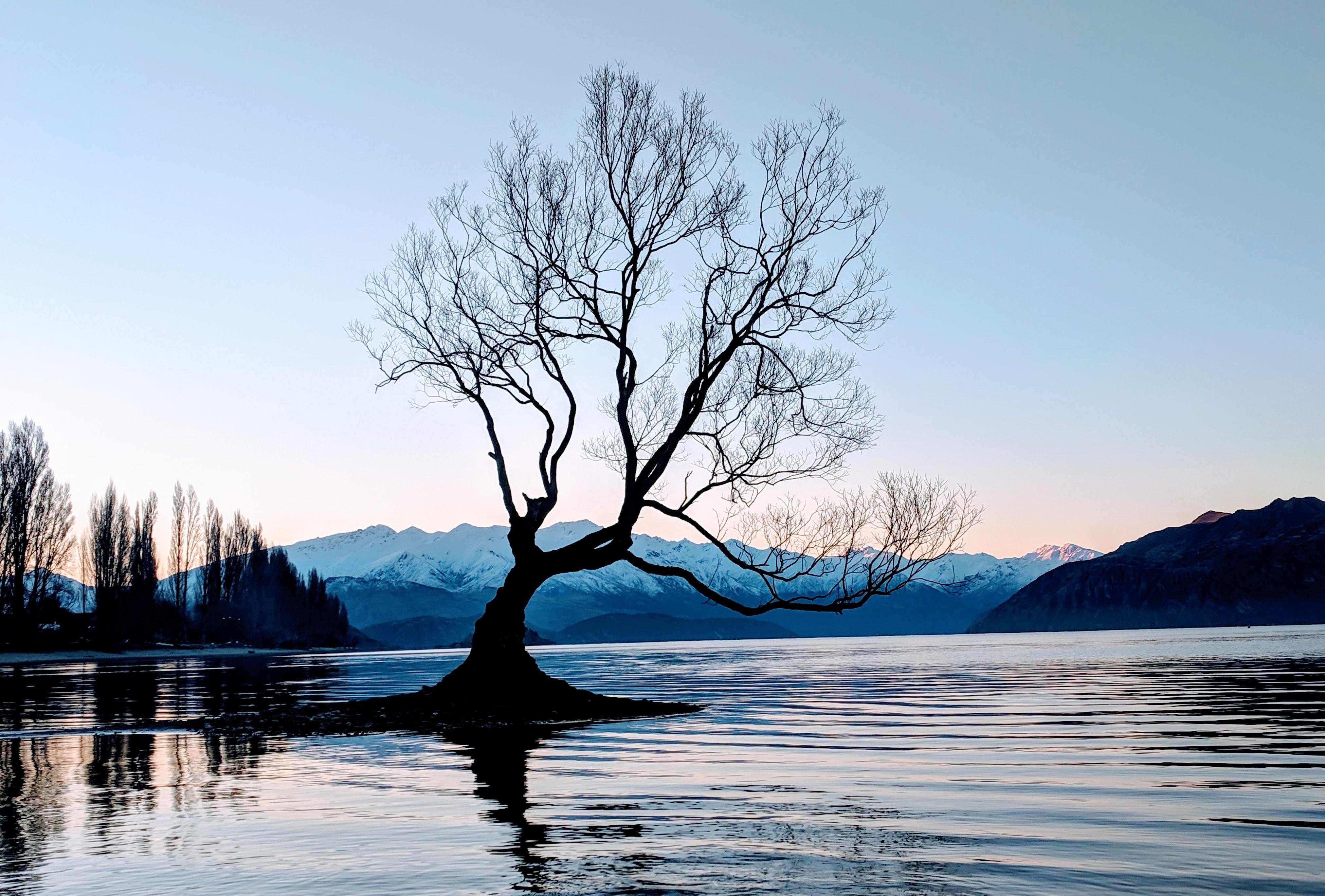 That Wanaka Tree - student project