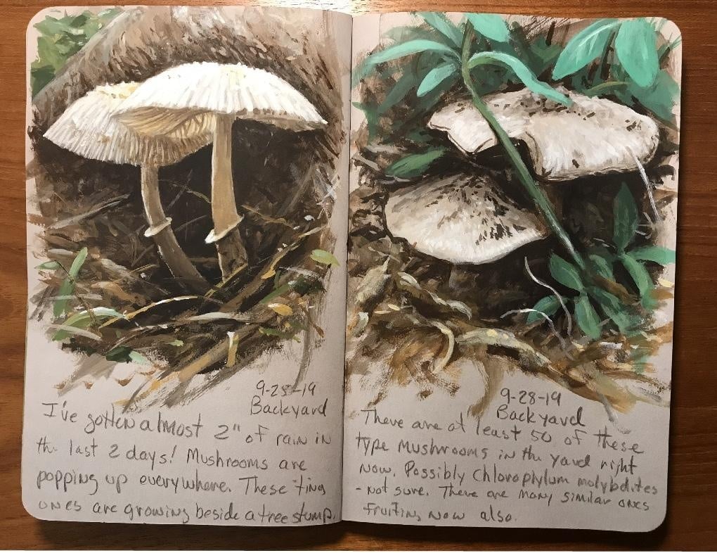 Get a sketchbook and start a mushroom journal! - student project