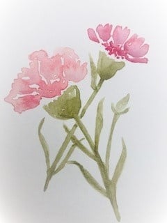 Carnations - student project