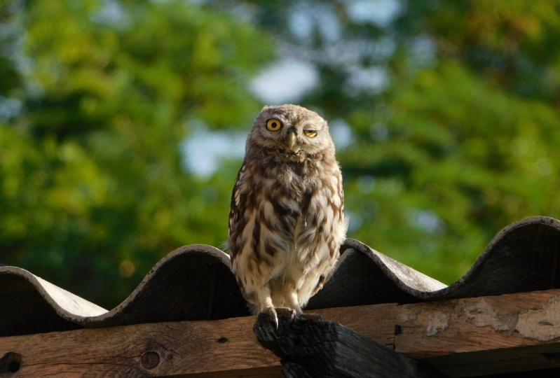 Pictures Using Wildlife Photography tips