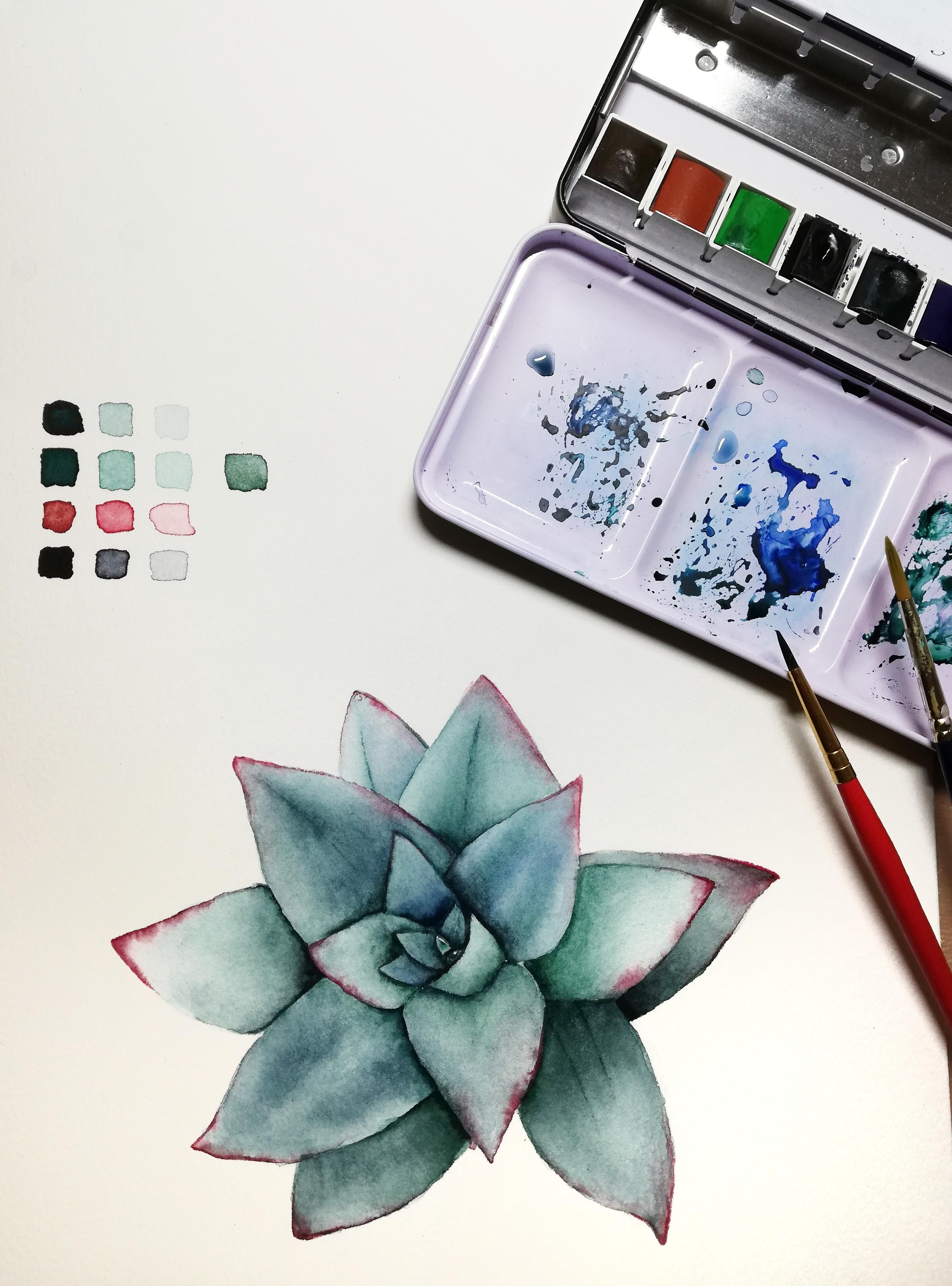 Green & red succulent