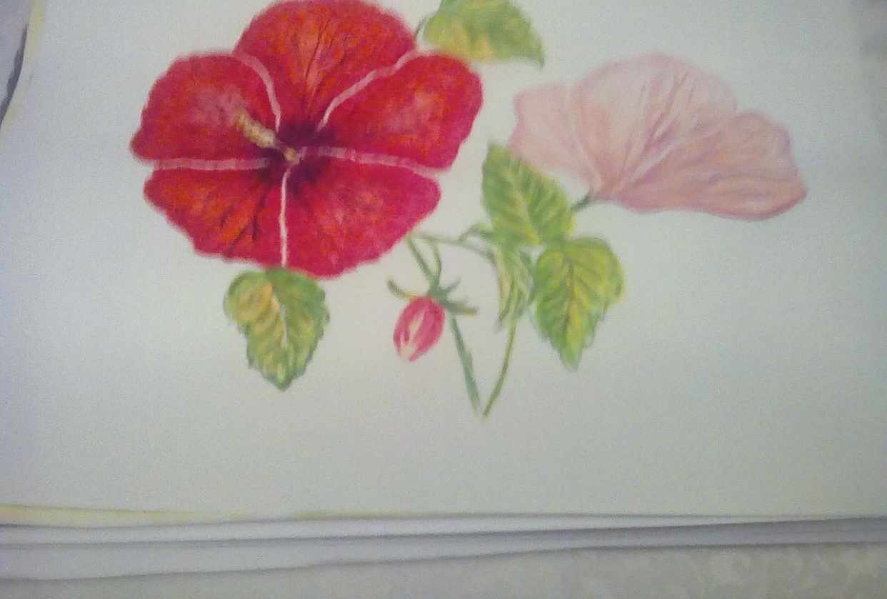 Hibiscus - student project