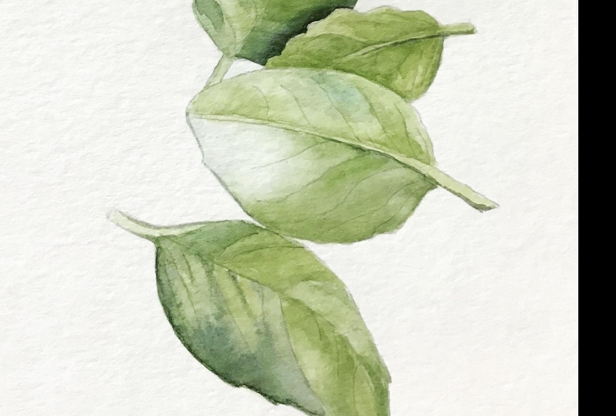 Basil - student project