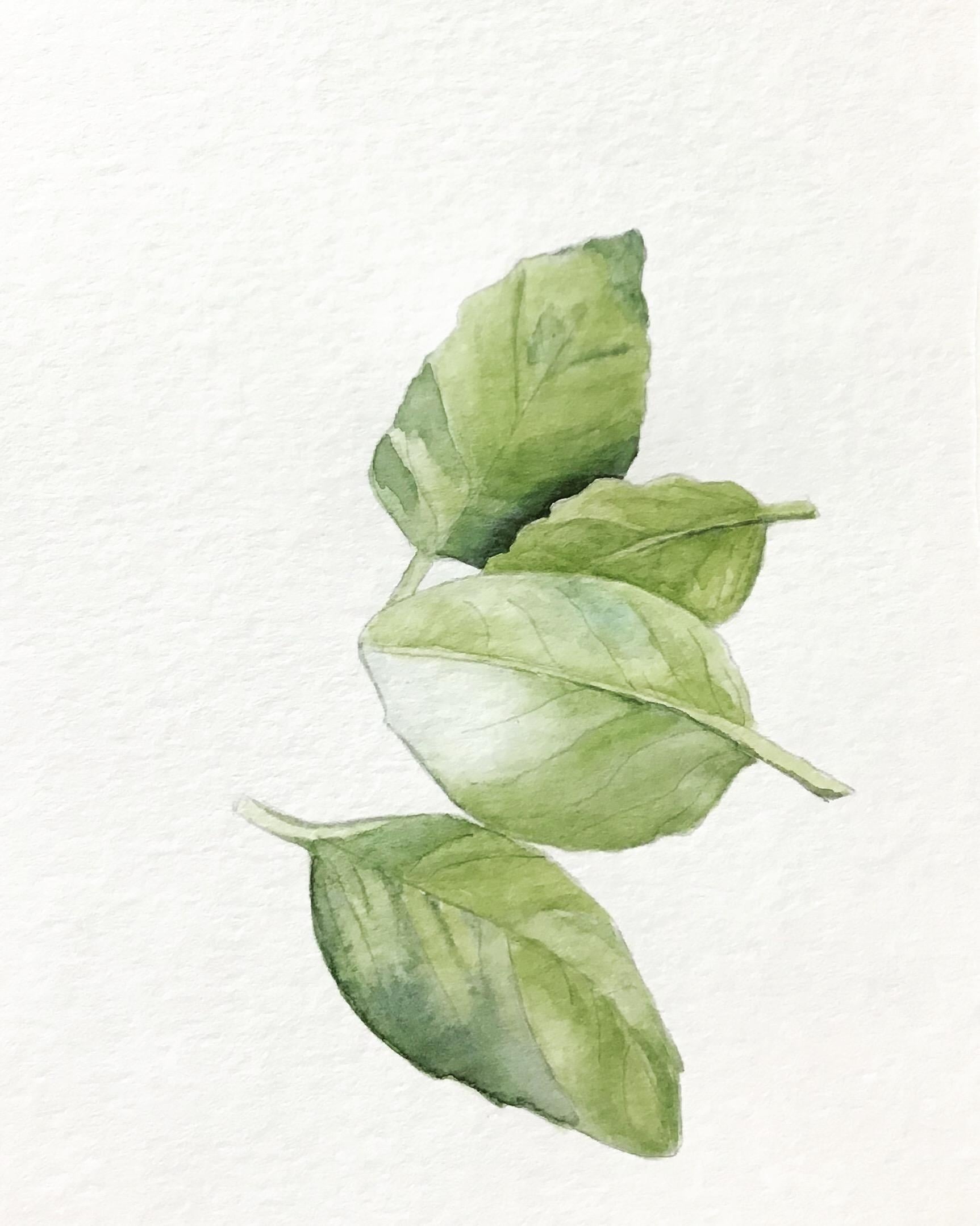 Basil - student project