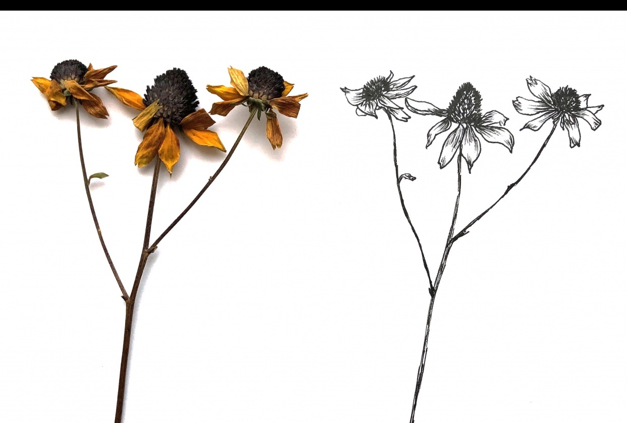 INK FLOWERS - student project