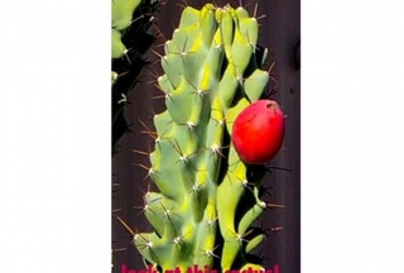Natural Cactus Ornament