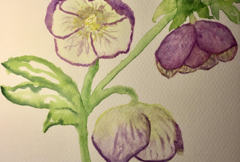 Hellebore or Christmas rose