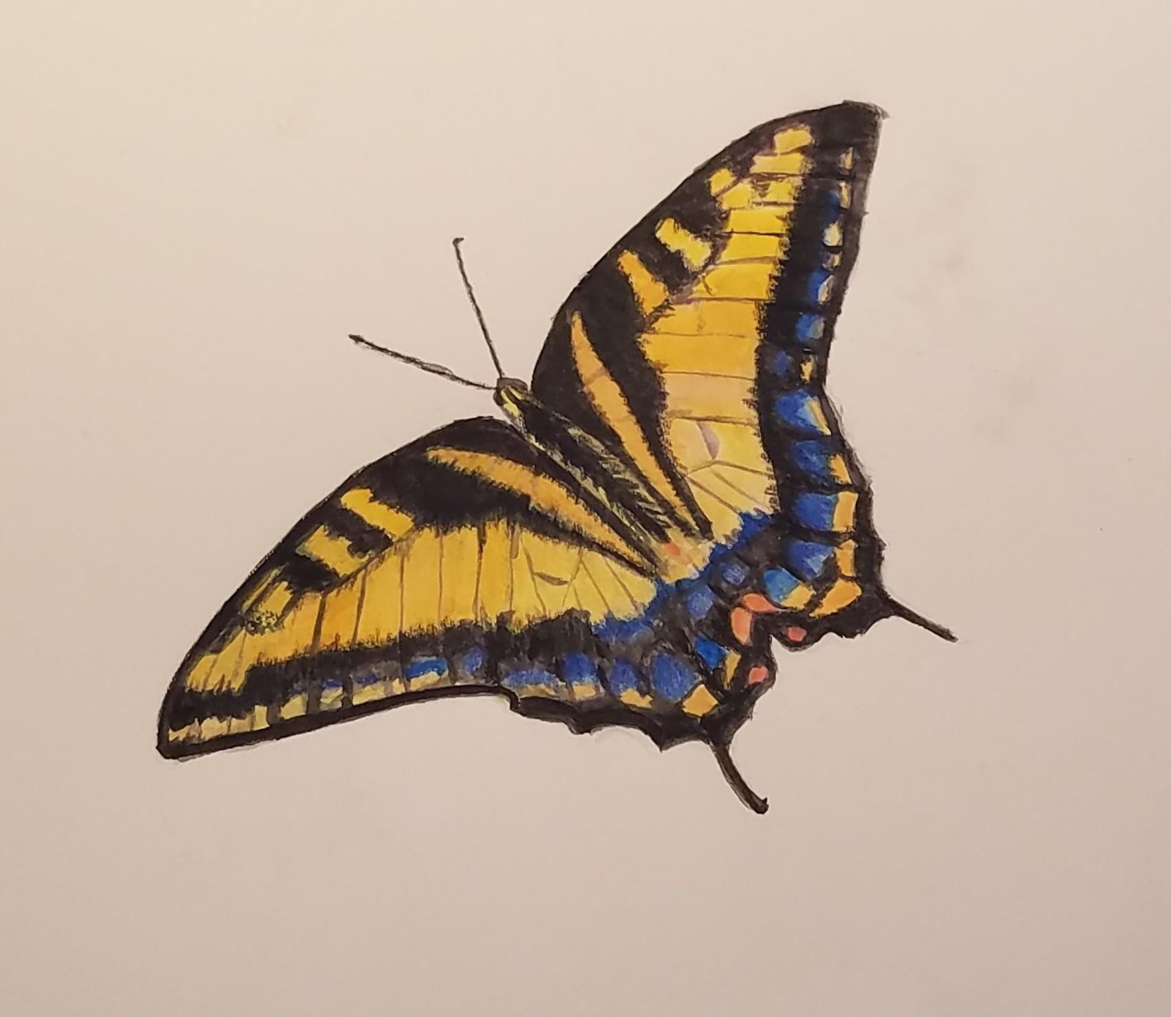 Butterfly - student project