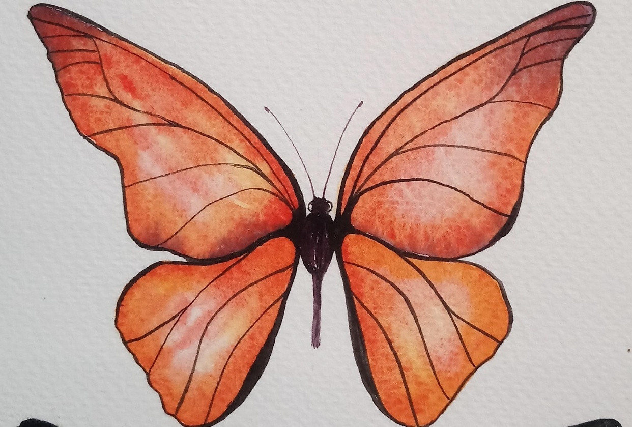 Learn to Paint Realistic Watercolor Butterflies - student project