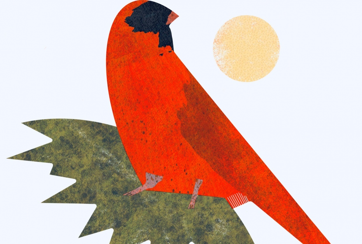 Cardinal - student project