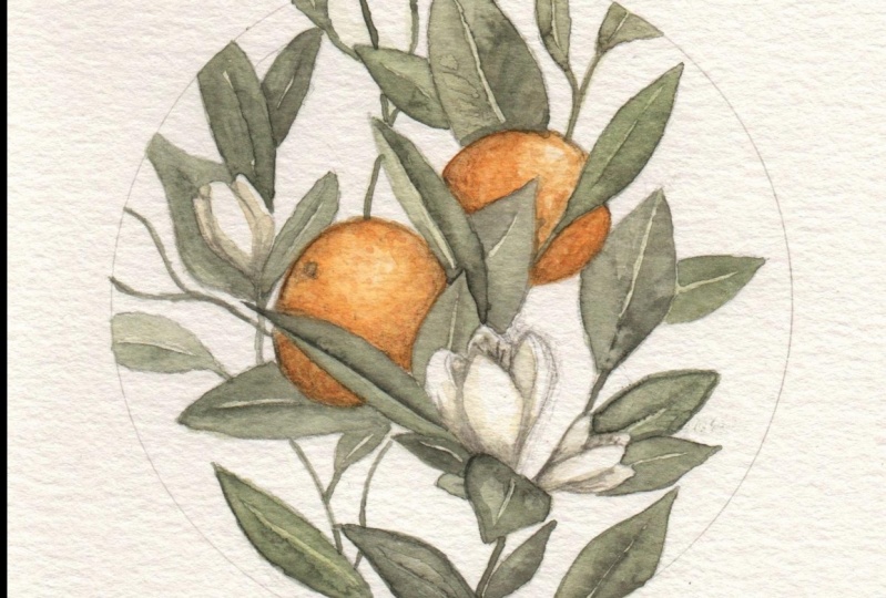 Orange Tree Illustration