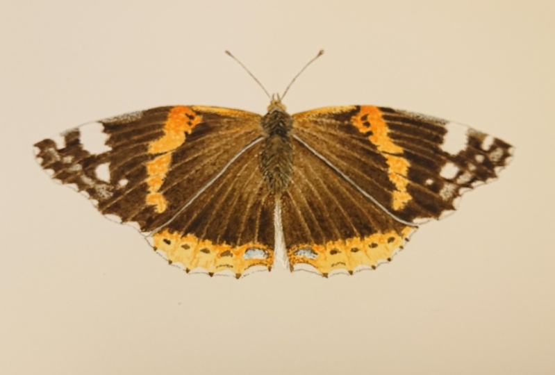 Red admiral