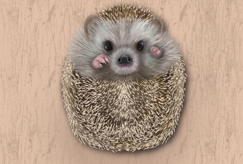 My cute hedgehog