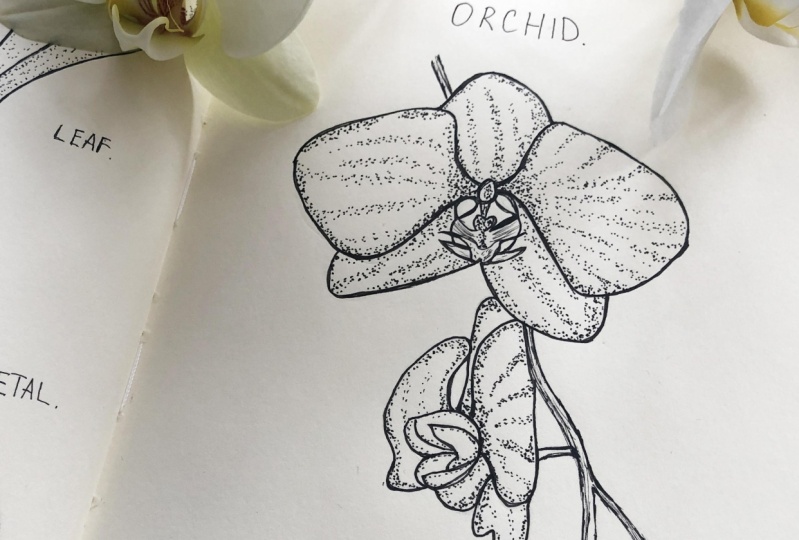 Ink Orchid