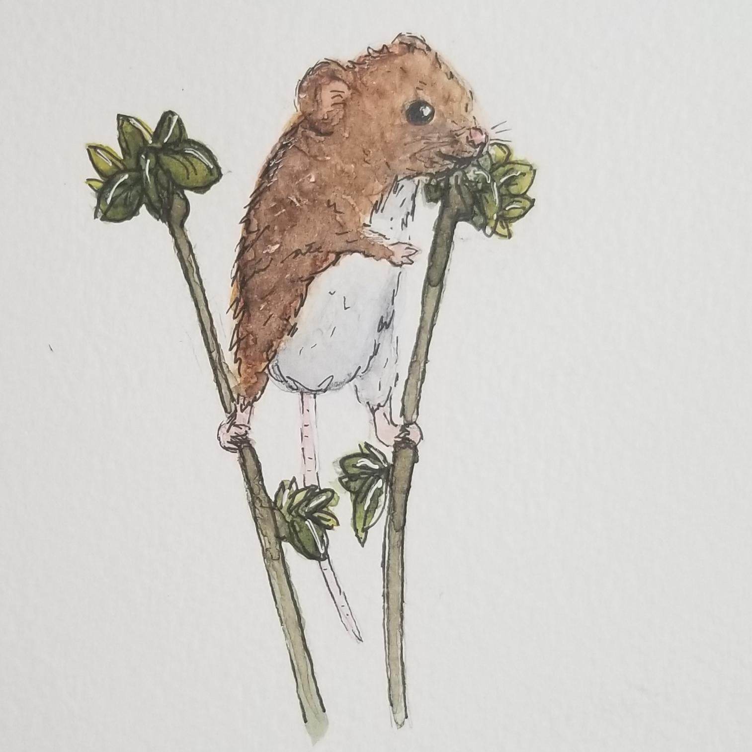 Watercolor and Ink Mouse - student project