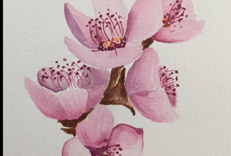 Cherry Blossom