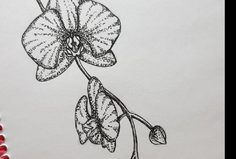 Orchid