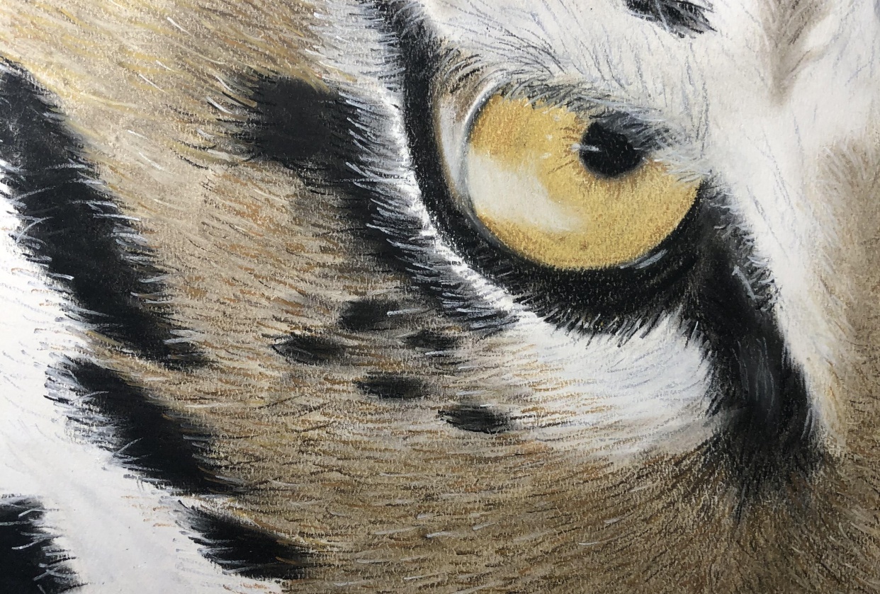 Tiger - student project
