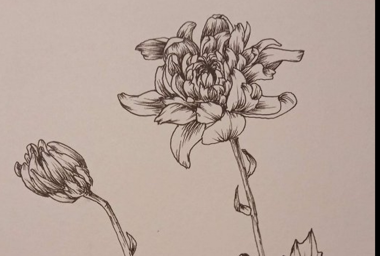 Drawing from real flowers - student project