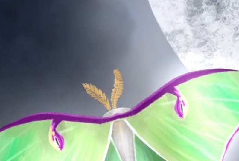 Luna moth