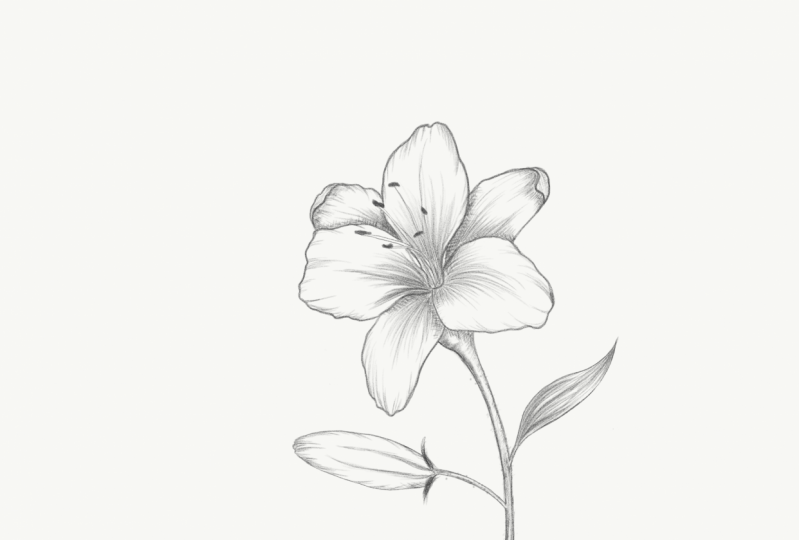 Flower Sketching on iPad in Adobe Sketch
