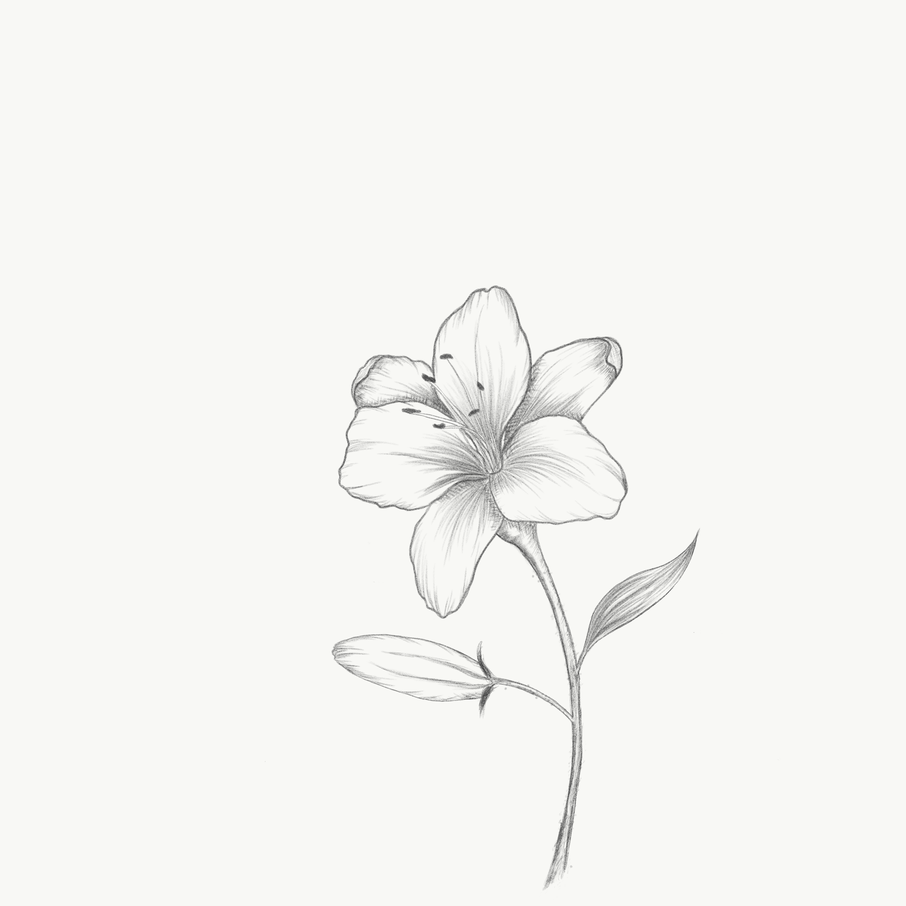 Flower Sketching on iPad in Adobe Sketch - student project