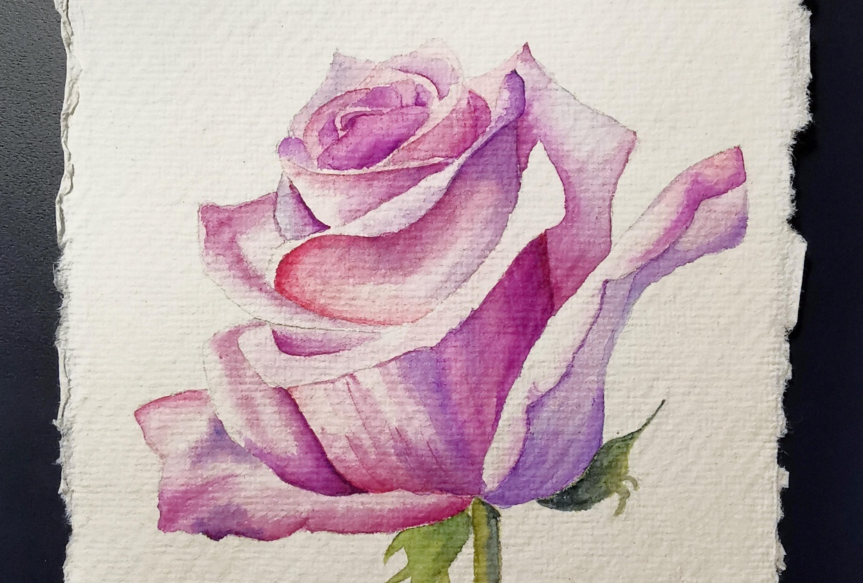 Watercolor Rose - student project