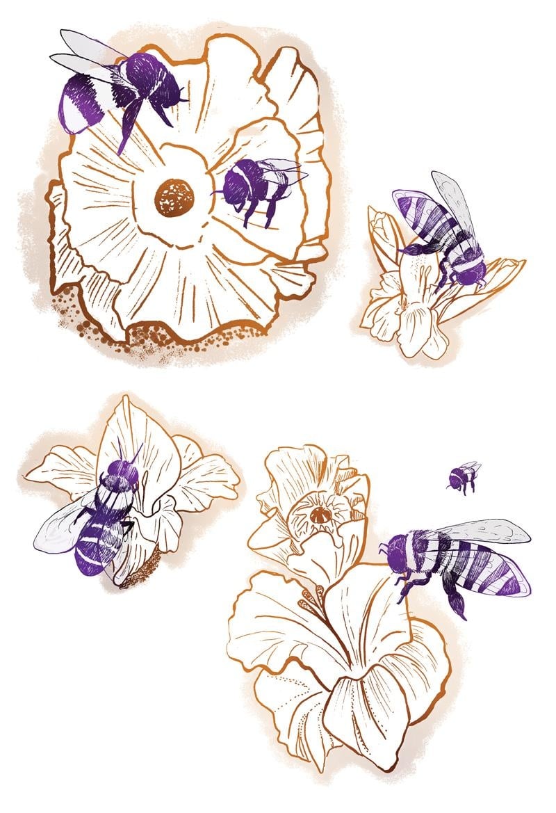 Bees - student project