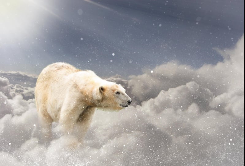 A bear