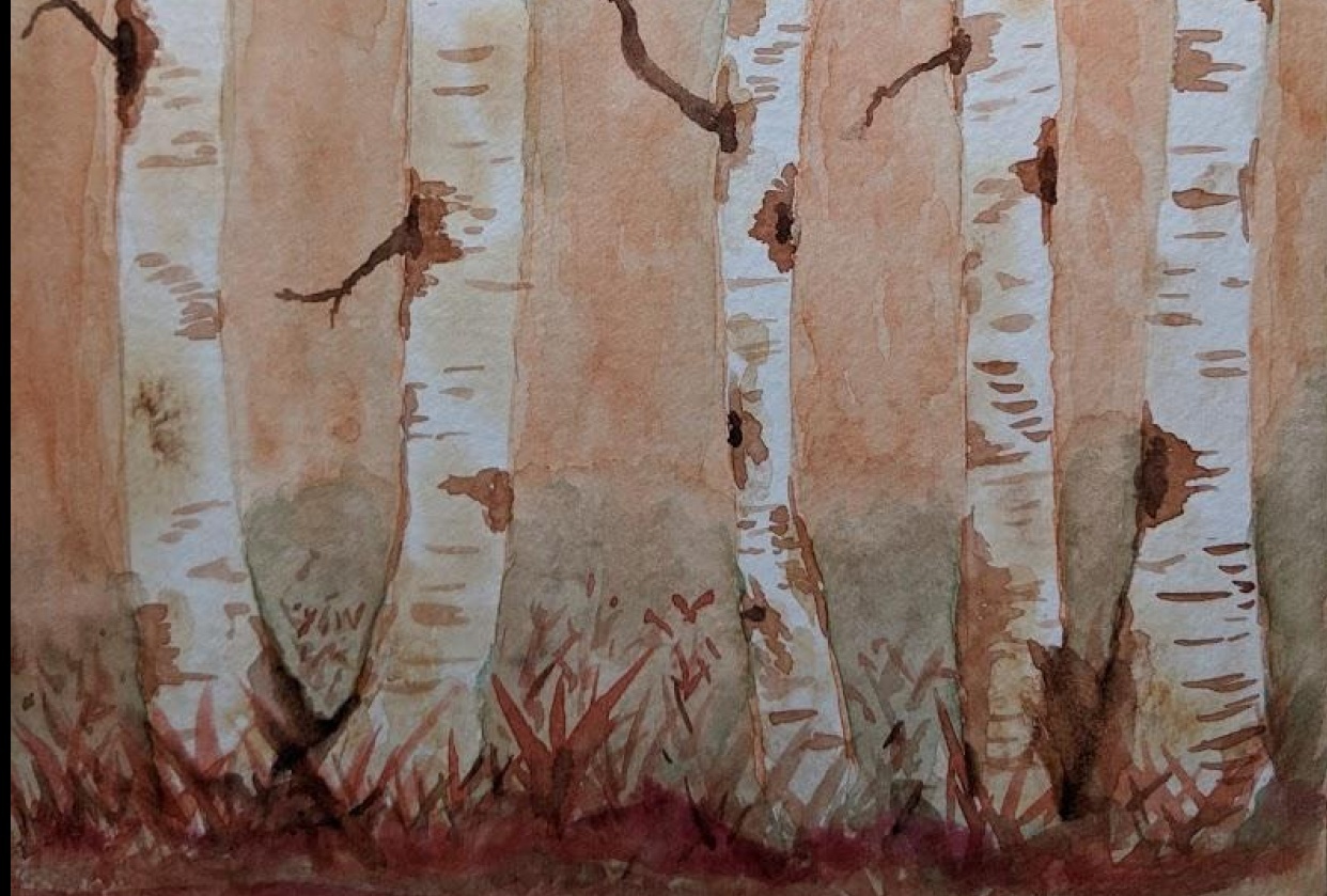 Birch trees - student project