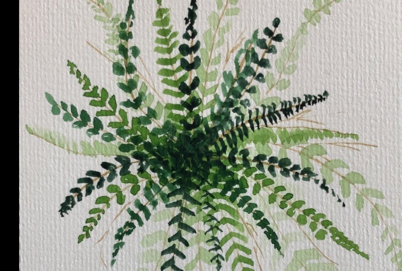 Boston Fern