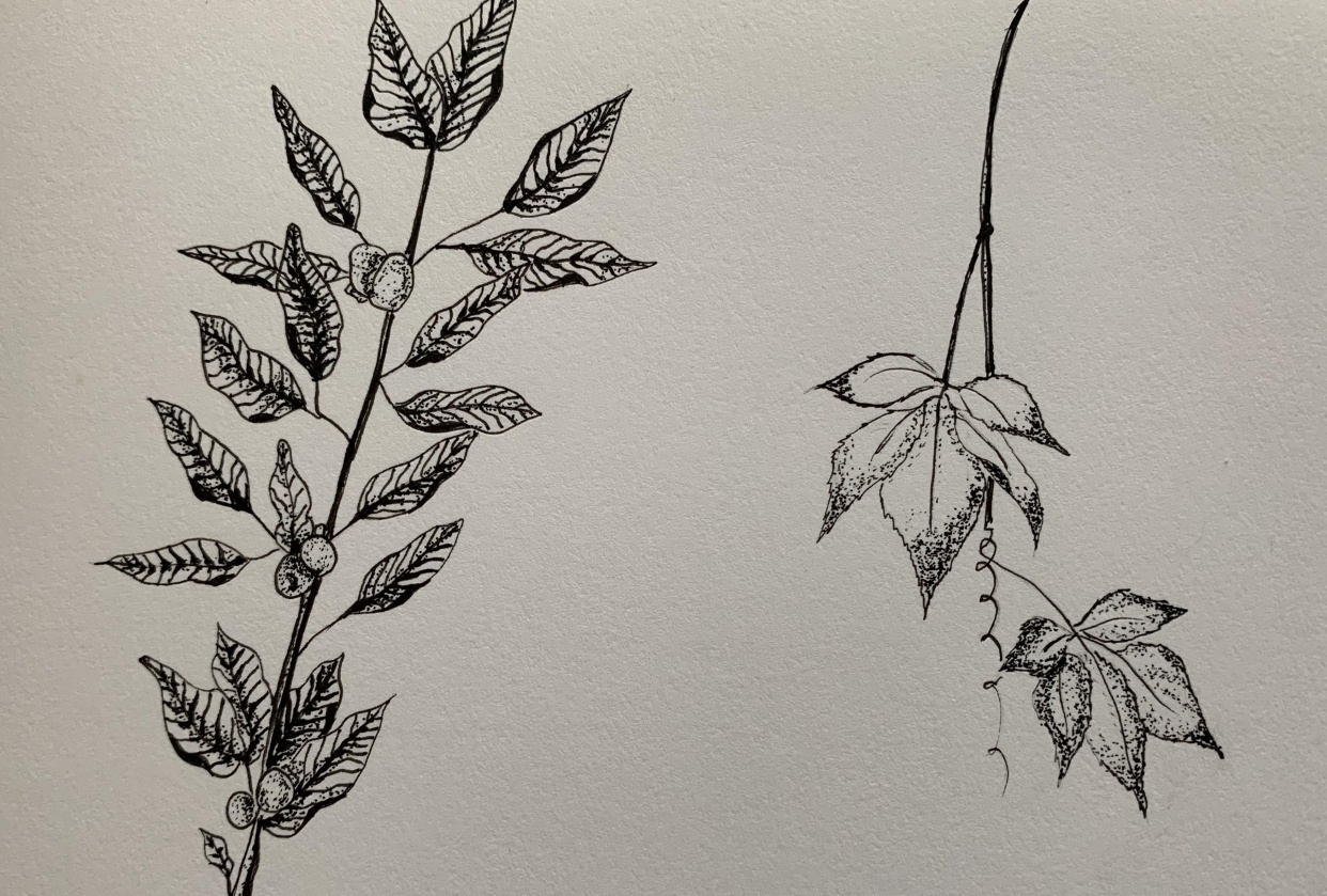 Leaves shading - student project