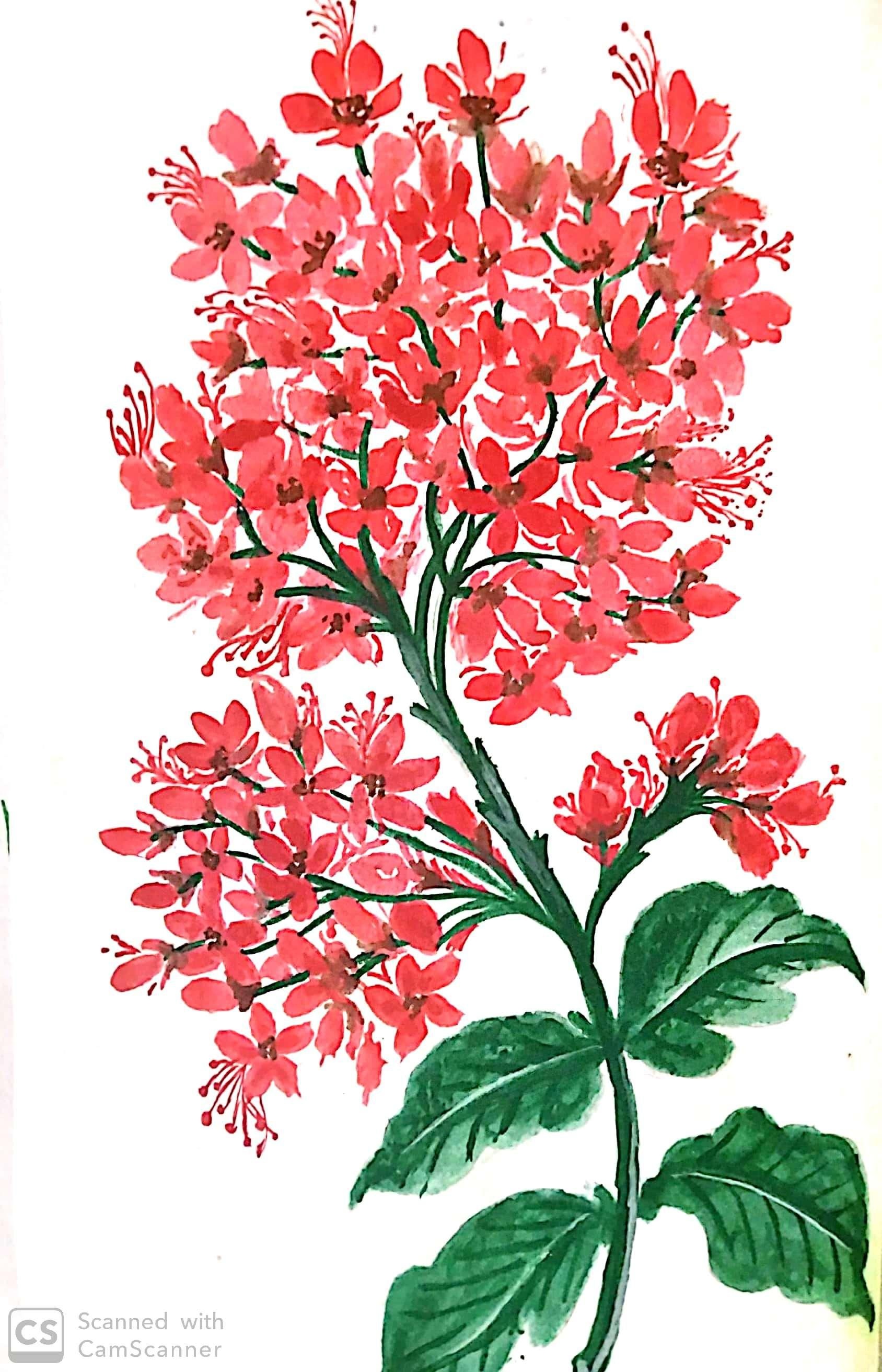 bunch of tiny flowers - student project