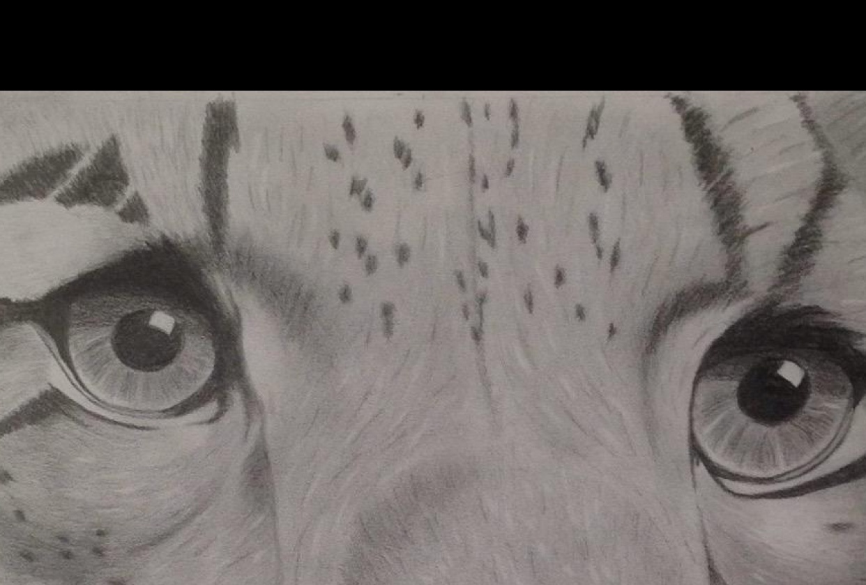 tigre - student project